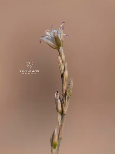 Bufonia ephedrina