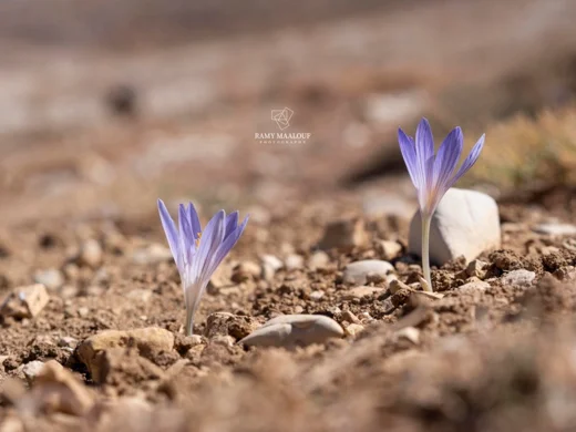 Crocus damascenus