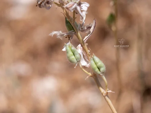 Delphinium fissum subsp. ithaburense