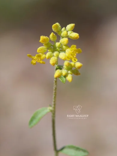 Odontarrhena muralis