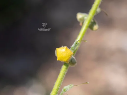 بوصير أرزي