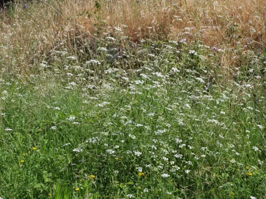 Torilis arvensis subsp. neglecta