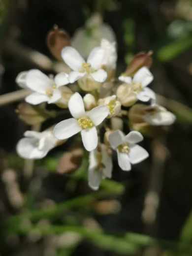Noccaea microstyla