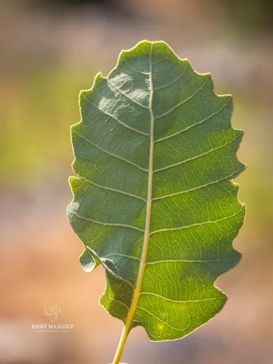Quercus infectoria subsp. veneris