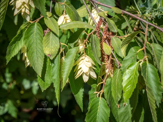 Ostrya carpinifolia