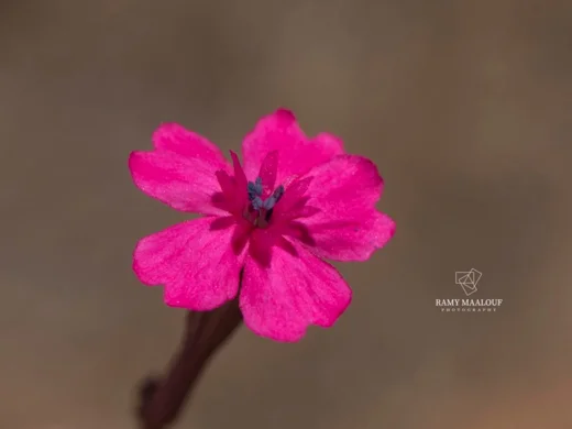 سيلينة رويترية