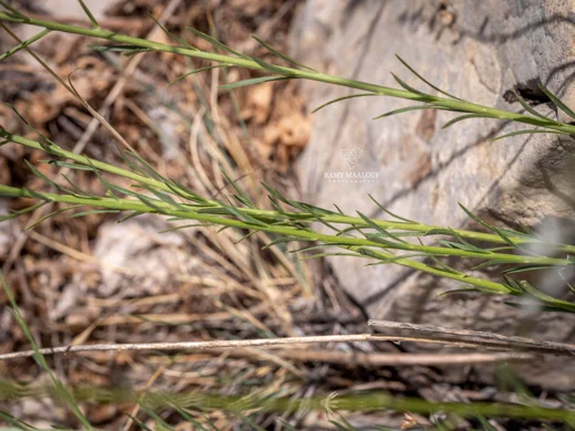 Anarrhinum orientale
