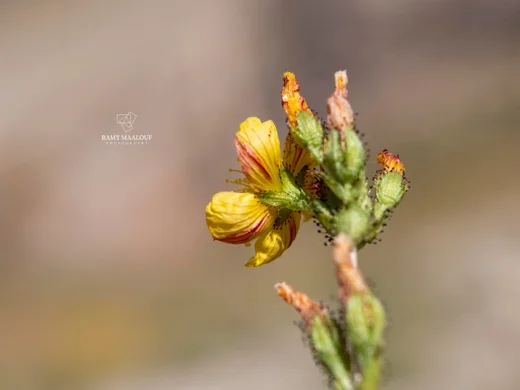 Hypericum stenobotrys