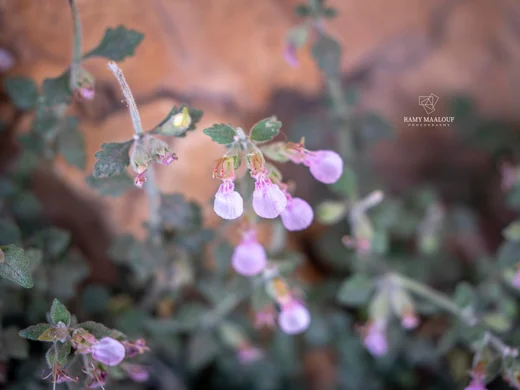 Teucrium divaricatum subsp. divaricatum