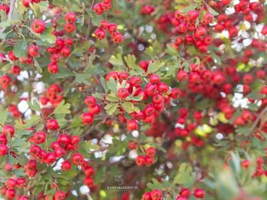 Crataegus × sinaica