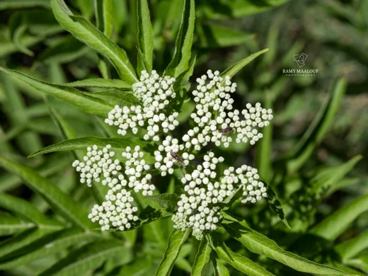 Sambucus ebulus