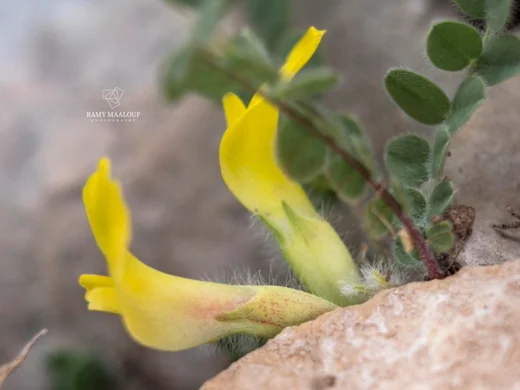 Astragalus nummularius subsp. trichopterus