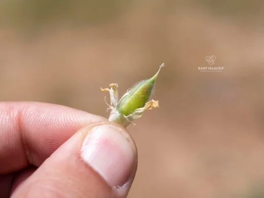 قتاد صنوبري