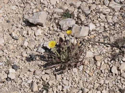 طرخشقون سوري