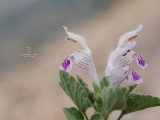 Lamium garganicum subsp. striatum var. striatum