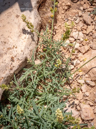 بليحاء صفراء