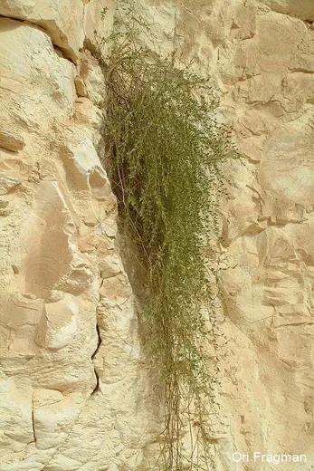 عليق