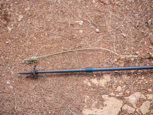 Allium sp. (Kornet Chehwan)