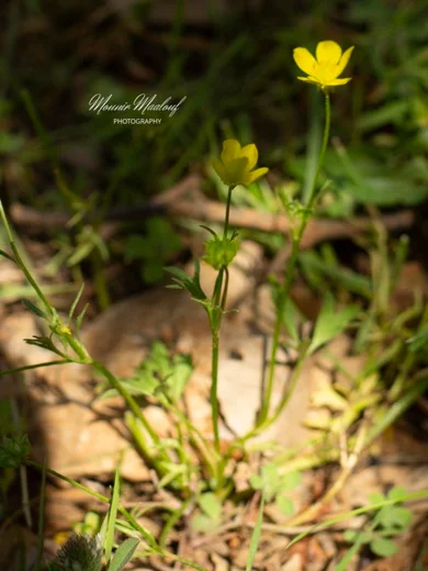 Ranunculus cornutus var. scandicinus
