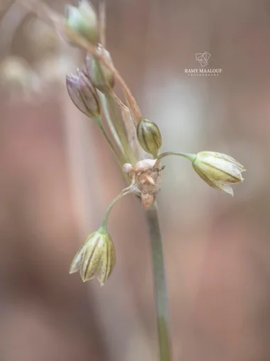 Allium sp. (Zeraaya)