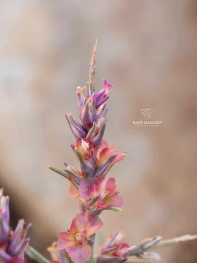 Noaea mucronata subsp. humilis