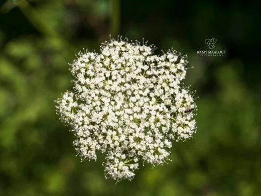 Daucus carota subsp. maximus