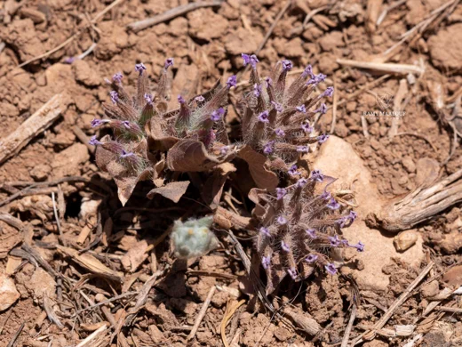Ziziphora capitata subsp. orientalis