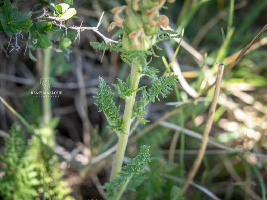 Pedicularis comosa