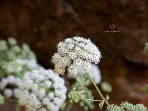 Angelica sylvestris