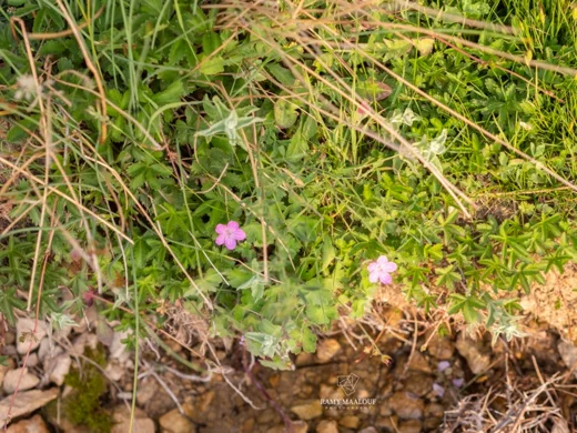 Geranium crenophilum