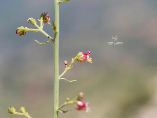 Scrophularia libanotica var. australis