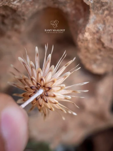 Phagnalon linifolium