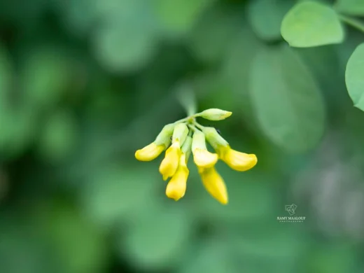 Hippocrepis emerus subsp. emeroides