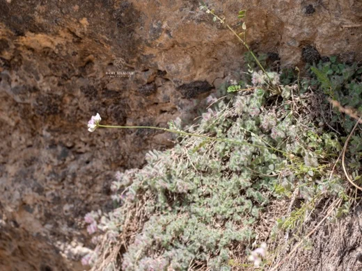 Coronilla libanotica