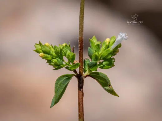 مردقوش إهرنبرغي