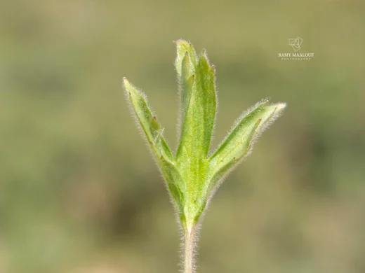 Ranunculus neocuneatus
