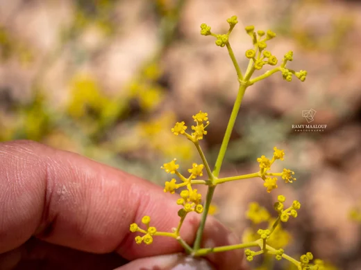 Bilacunaria boissieri
