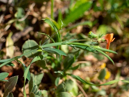 Lathyrus gorgoni