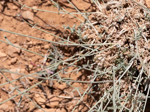 Astragalus trifoliolatus