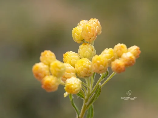 Helichrysum plicatum subsp. plicatum