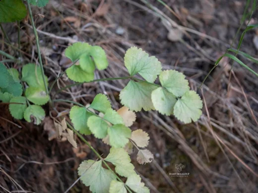 Pimpinella peregrina