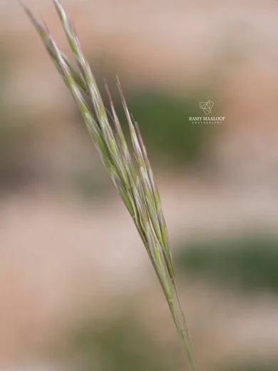 Bromus tomentellus