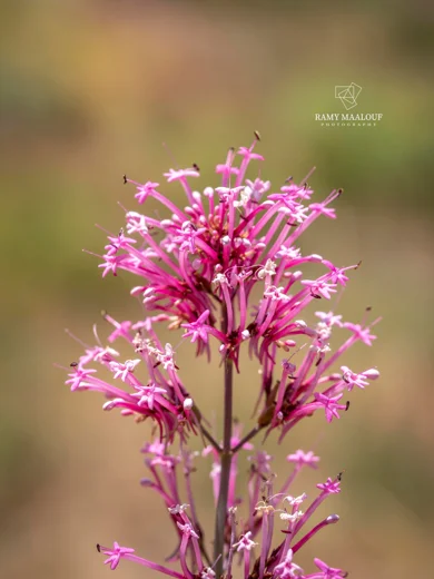 Centranthus longiflorus