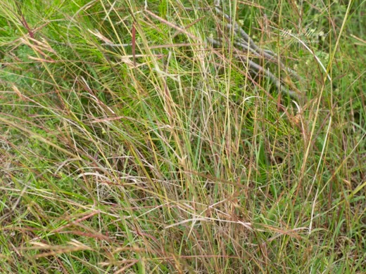 Andropogon distachyos