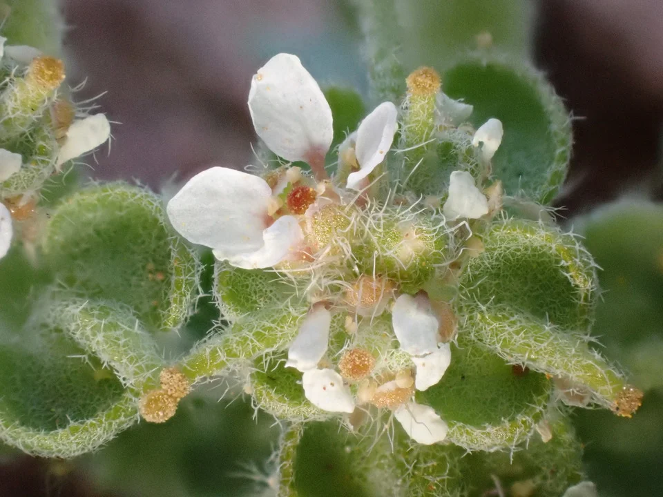 نسب المصنف - غير تجاري 4.0 دولي (CC BY-NC 4.0)- i naturalist.