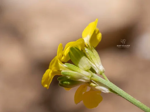 Erysimum scabrum