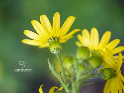 Senecio vernalis