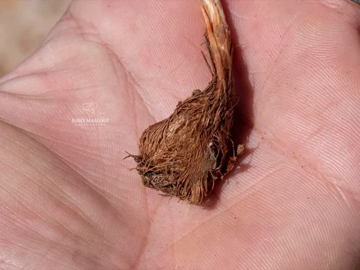 Crocus damascenus