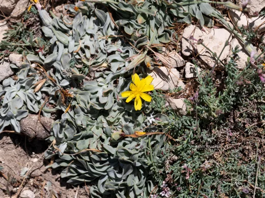 Scorzonera mackmeliana