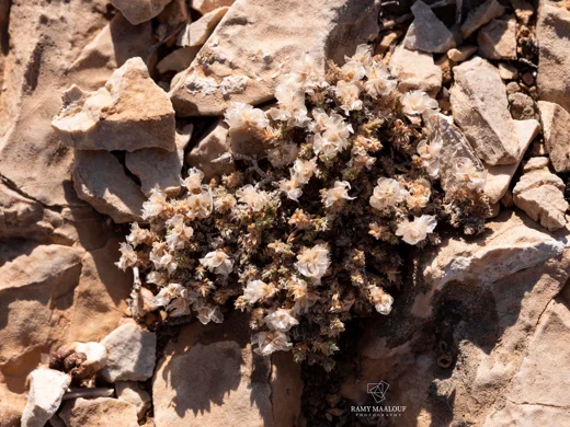 Paronychia chionaea